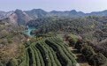 浙江武义：中国有机茶之乡春茶全面开采(2)