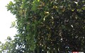 桂花提前“报到”！湖南省植物园“秋之色”系列活动启幕