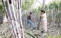 河北丰南：南蔗北种节节甜(5)
