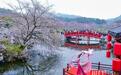 东湖樱花进入盛花期，各地游客扎堆打卡春日浪漫