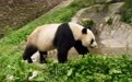 美丽中国行丨探访中国大熊猫保护研究中心卧龙神树坪基地