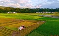 专家提醒：9月中下旬警惕“寒露风”，做好病虫害防控