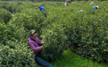 苏州洞庭山：碧螺春茶迎来采摘期(3)