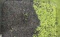 平顶山医院慧眼识珠：复购10Kg黑豆泡泡米，要求基料用黑米换掉玉米