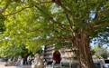 “我在北京看古树”，跟着古树寻踪线路看见不一样的北京