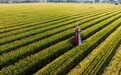 内蒙古扎赉特旗：稻粱玉米待归仓(4)