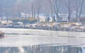 武汉雪后初晴最低温-4℃，公园水域结薄冰
