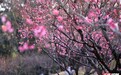 湖南省植物园梅花“早醒”迎客 这份赏花观鸟攻略请收好