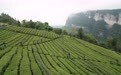 活力中国调研行丨武陵双茗出恩施(1)