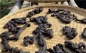业内推崇名单一览，什么黄精牌子好？旺复堂黄精炮制规范品质更稳定