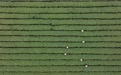 西湖龙井茶正式开采(5)
