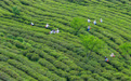 重庆丰都：千年茶乡抢春时