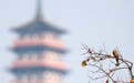 诗意中国丨墙头累累柿子黄 人家秋获争登场(4)#