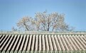 天坛公园春色美(2)