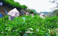 摘遍大湾区丨你被多变的茶香“圈粉”了吗？这座茶山藏着“数字密码”