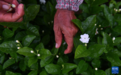 风雨磨砺香如故——横州茉莉花灾后恢复生产