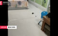 疑似无人机摄像头飞入住户家中，致玻璃破碎、纱窗变形，住户：正在寻找来源
