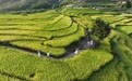 福建罗源：梯田染金迎丰收(3)