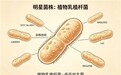 益生菌哪个牌子好老人吃 2026年中老年款权威指南：十大品牌核心数据与临床实证解析