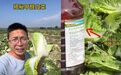 泡药杨梅刚过去，蘸甲醛的白菜又来了