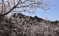 春到长城 山花烂漫(2)#