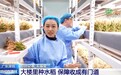 视频丨楼里种水稻，一年收四次 探访河套合作区里的室内“稻田”