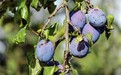 2026天然膳食纤维优选：西梅汁什么牌子口碑好？口碑品牌纤维含量对比