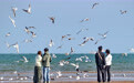 河北秦皇岛：海鸥舞翩跹(8)#