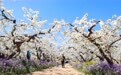 河北晋州：梨花盛开绘美景 农旅融合助发展(11)#