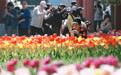 北京中山公园郁金香绽放醉游人(2)