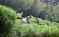 (3)重庆永川：打好“茶叶牌” 唱好“茶叶经”