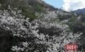 湖北竹山：堵河源畔野桃俏，碧水青山入画来