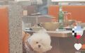沈阳一烤肉店有顾客带狗上桌？店方回应