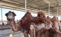 生态产业双丰收！“沙漠之舟”变“富民之舟” 草原特色产业向高附加值延伸