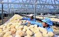 黑龙江海林：发展猴头菇产业 助力乡村振兴(6)#