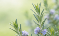 从千年香草到护肤“新贵”：今汉药业的植萃深耕之道