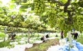 秋收好“丰”景(4)#