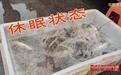 活鱼被喂麻醉剂后流向餐桌，监管岂能麻木滞后