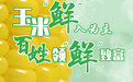 乡味丨黑龙江青冈：玉米“鲜”入为主 百姓领“鲜”致富