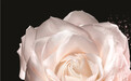 七夕将至，用玫瑰焕肤奇迹为爱加礼！