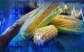 猪周期让玉米坐了趟过山车：临储玉米拍卖遇冷 成交仅4%！