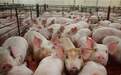 多地部署稳定生猪生产：尽快将补贴发放到位 鼓励养殖恢复