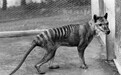 灭绝83年生物疑似现身澳洲：最后1只死于1936