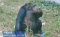 动物园黑猩猩抽烟，别拿游客素质差当托词