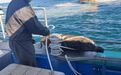50公斤野猪在海里游泳 被海警拖上岸带走