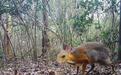 越南首次拍到三十年来失踪物种银背鼷鹿（图）