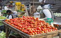 巴基斯坦番茄价格飞涨 网友：堪比黄金的“求婚利器”