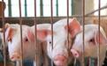 农业农村部谈生猪生产：力争明年底恢复到常年80%水平