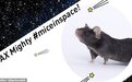 目的曝光！美国把40只老鼠送上太空竟为增强肌肉