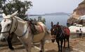 希腊圣托里尼岛用牲畜作旅游代步遭批，农业部回应：将限制
